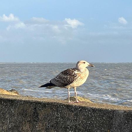 Appartamento La Genette La Rochelle  Esterno foto