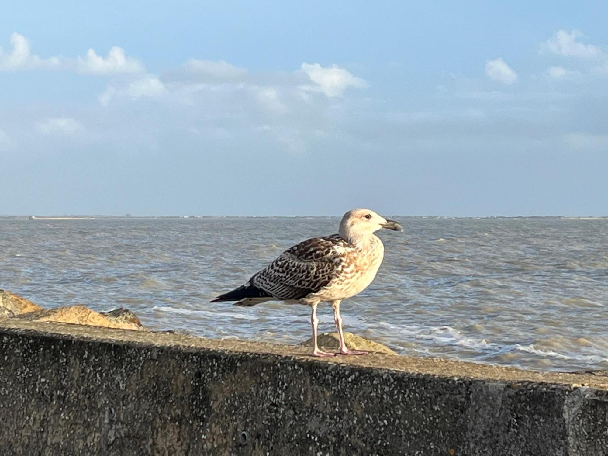 Appartamento La Genette La Rochelle  Esterno foto